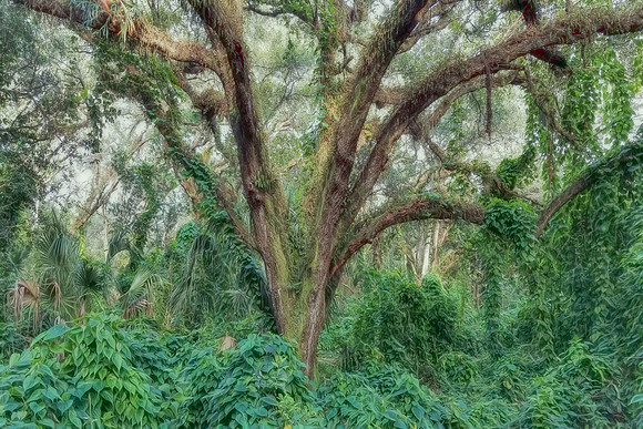 Tree Tops Park, Miami