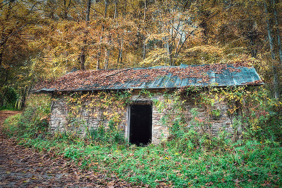 Abandoned House Reclaimed by Nature, NC