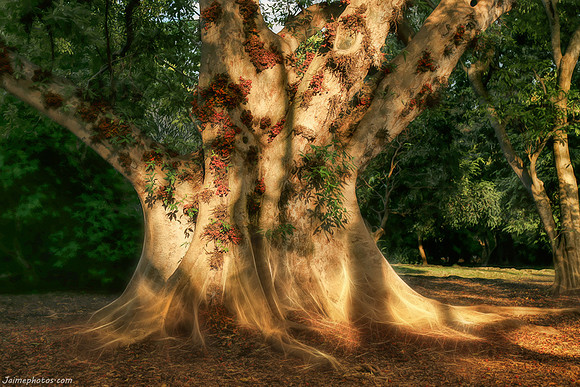 Fairchild Tropical Botanical Garden