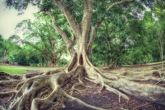 Fairchild Tropical Botanical Garden