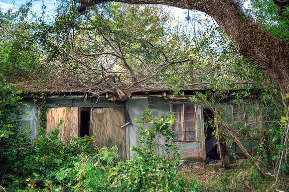Abandoned House Reclaimed by Nature, FL
