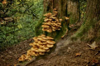 Hiking Trail - Hellen, GA