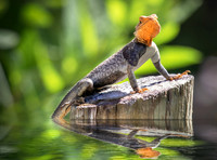 Red Headed Agama lizard