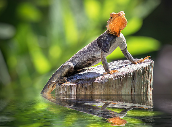 Red Headed Agama lizard