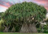 Fairchild Tropical Botanic Garden