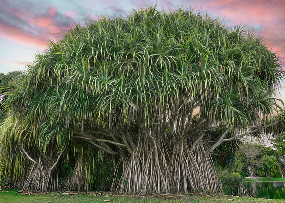Fairchild Tropical Botanic Garden