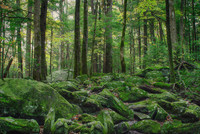 Forest of the living stones