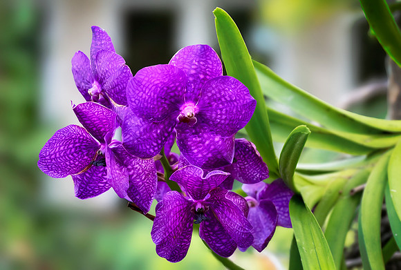 DSC_8043_fx9