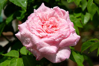 Mom's Garden