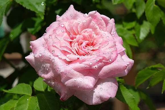 DSC_4618_fx9