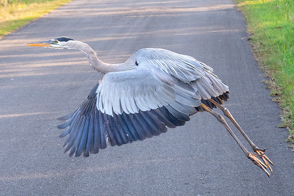 DSC_6081_fx6