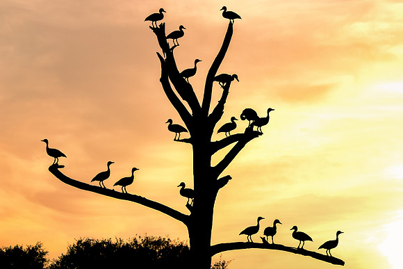 IMG_6305_fx98