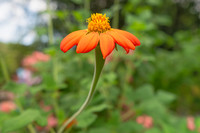 DSC_4598_fx7B