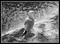 DSC04723_crop