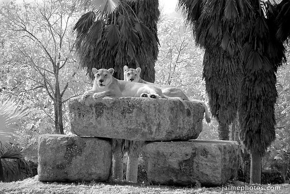 DSC04777_large