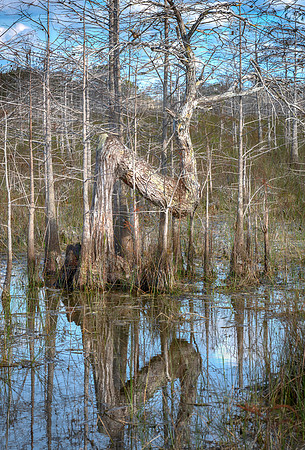 The Z Tree