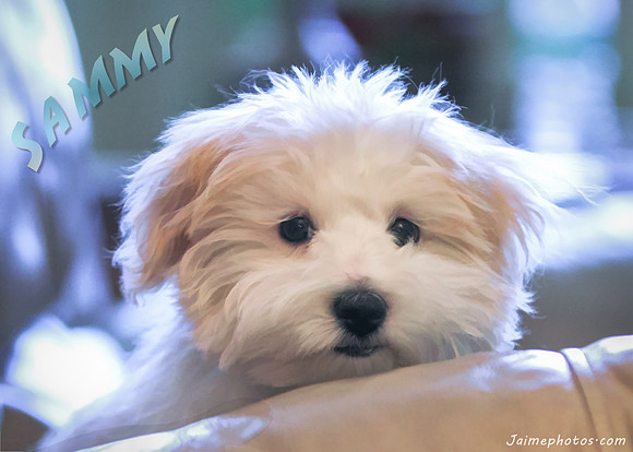 Sammy