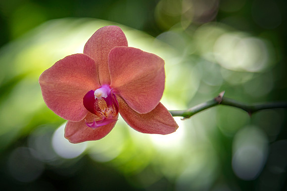DSC_0286_fx9