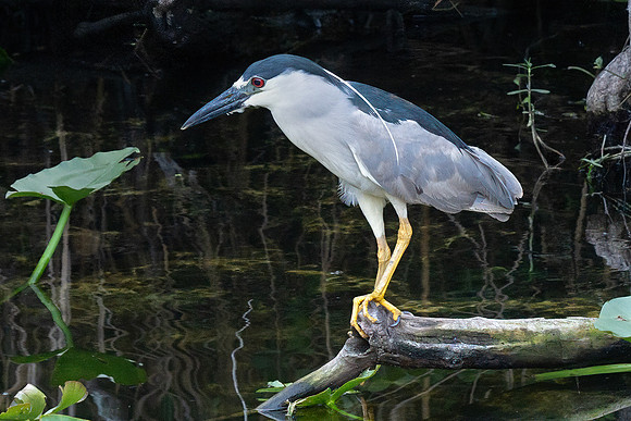 DSC_5963_fx7