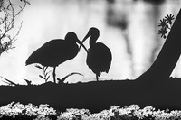 IMG_4675_fx95