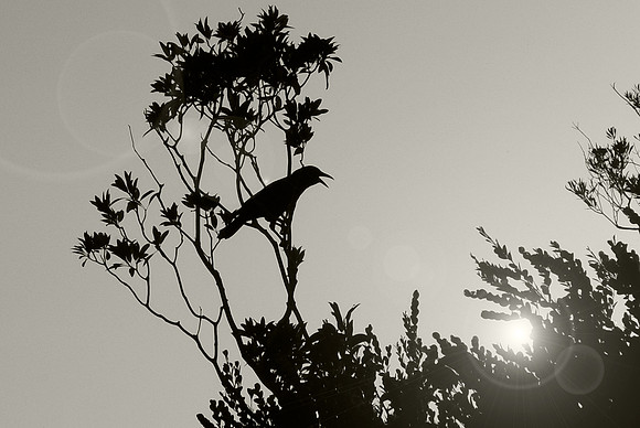 DSC00109_FX7