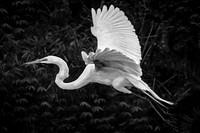 DSC_1715-Enhanced_fx94_fx7