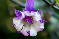 IMG_2426_fx91B