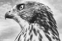 IMG_5026_fx92BW